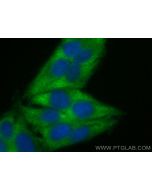 CoraLite® Plus 488-conjugated TRIM54 Recombinant monoclonal antibody CL488-83175-2 proteintech