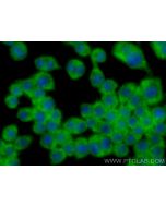 CoraLite® Plus 488-conjugated SAT1 Recombinant monoclonal antibody CL488-83319 proteintech