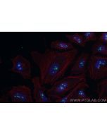 CoraLite® Plus 488-conjugated NOL11 Recombinant monoclonal antibody CL488-83391-6 proteintech