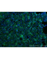 CoraLite® Plus 488-conjugated MYO1G Recombinant monoclonal antibody CL488-83556-5 proteintech