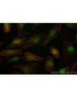 CoraLite® Plus 488-conjugated ANAPC10 Recombinant monoclonal antibody CL488-83570-4 proteintech