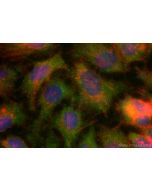 CoraLite® Plus 488-conjugated TRIM15 Recombinant monoclonal antibody CL488-83582-5 proteintech