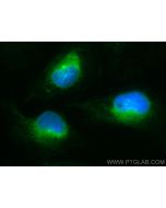 CoraLite® Plus 488-conjugated GPSN2 Recombinant monoclonal antibody CL488-83592-4 proteintech