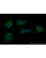 CoraLite® Plus 488-conjugated RAP1A Recombinant monoclonal antibody CL488-83708 proteintech