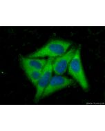 CoraLite® Plus 488-conjugated BAG3 Recombinant monoclonal antibody CL488-83779-4 proteintech