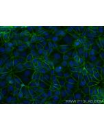 CoraLite® Plus 488-conjugated E-cadherin Recombinant monoclonal antibody CL488-83991-4 proteintech