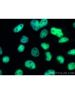 CoraLite® Plus 488-conjugated RBM10 Recombinant monoclonal antibody CL488-84104-4 proteintech