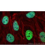 CoraLite® Plus 488-conjugated Di/Tri-Methyl-Histone H3 (Lys36) Recombinant monoclonal antibody CL488-84329 proteintech