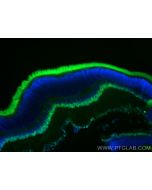 CoraLite® Plus 488-conjugated PAX6 Recombinant monoclonal antibody CL488-84345-5 proteintech