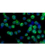 CoraLite® Plus 488-conjugated CD40 Recombinant monoclonal antibody CL488-84406-2 proteintech