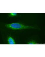 CoraLite® Plus 488-conjugated BAP31 Recombinant monoclonal antibody CL488-84584-5 proteintech