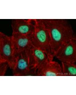 CoraLite® Plus 488-conjugated IRF2BP2 Recombinant monoclonal antibody CL488-84750 proteintech