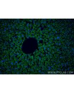 CoraLite® Plus 488-conjugated Caspase 1 Recombinant monoclonal antibody CL488-84752 proteintech