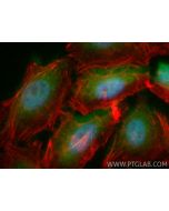 CoraLite® Plus 488-conjugated BCL3 Recombinant monoclonal antibody CL488-84882-5 proteintech