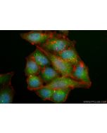 CoraLite® Plus 488-conjugated TRIM27 Recombinant monoclonal antibody CL488-84927-6 proteintech