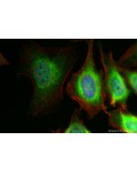 CoraLite® Plus 488-conjugated RCN2 Recombinant monoclonal antibody CL488-84956-4 proteintech