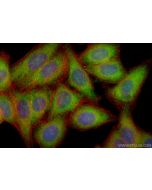 CoraLite® Plus 488-conjugated SEC13 Recombinant monoclonal antibody CL488-85110-4 proteintech