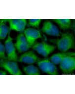 CoraLite® Plus 488-conjugated VAMP8 Recombinant monoclonal antibody CL488-85400-4 proteintech