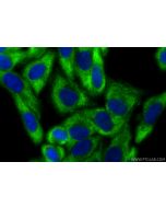 CoraLite® Plus 488-conjugated RPL13 Recombinant monoclonal antibody CL488-86205-2 proteintech
