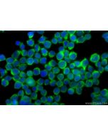 CoraLite® Plus 488-conjugated ALDH1A2 Recombinant monoclonal antibody CL488-86518 proteintech