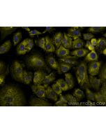CoraLite®532-conjugated CD47 Monoclonal antibody CL532-66304 proteintech