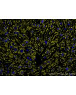 CoraLite®532-conjugated CD107a / LAMP1 Monoclonal antibody CL532-67300 proteintech