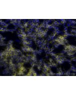 CoraLite®532-conjugated NCAM1/CD56 Recombinant monoclonal antibody CL532-83365-6 proteintech