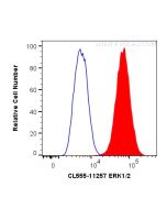 CoraLite® Plus 555-conjugated ERK1/2 Polyclonal antibody CL555-11257 proteintech