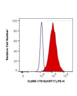 CoraLite®555-conjugated Cytokeratin 17-Specific Polyclonal antibody CL555-17516 proteintech
