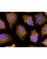 CoraLite®555-conjugated NDRG1 Polyclonal antibody CL555-26902 proteintech