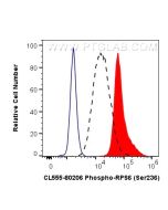 CoraLite®555-conjugated Phospho-S6 Ribosomal protein (Ser236) Recombinant monoclonal antibody CL555-80206 proteintech