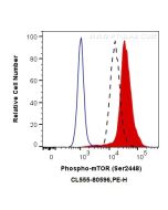 CoraLite®555-conjugated Phospho-mTOR (Ser2448) Recombinant monoclonal antibody CL555-80596 proteintech