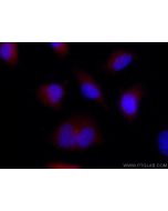 CoraLite®594-conjugated FBF1 Polyclonal antibody CL594-11531 proteintech