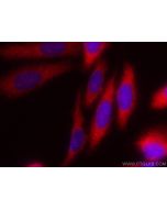 CoraLite®594-conjugated RAB3IP/Rabin8 Polyclonal antibody CL594-12321 proteintech