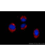 CoraLite®594-conjugated RAB11A/B Polyclonal antibody CL594-15903 proteintech