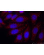 CoraLite®594-conjugated ATP5C1 Monoclonal antibody CL594-60284 proteintech