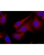 CoraLite®594-conjugated TPPII Monoclonal antibody CL594-66017 proteintech