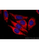 CoraLite®594-conjugated APOL1-Specific Monoclonal antibody CL594-66124 proteintech