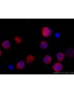 CoraLite®594-conjugated IL-4 Monoclonal antibody CL594-66142 proteintech