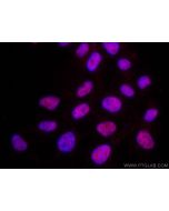 CoraLite®594-conjugated TBP Monoclonal antibody CL594-66166 proteintech