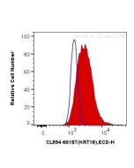 CoraLite®594-conjugated Cytokeratin 18 Monoclonal antibody CL594-66187 proteintech
