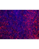 CoraLite®594-conjugated HLA-E Monoclonal antibody CL594-66530 proteintech