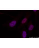 CoraLite®594-conjugated RBX1 Monoclonal antibody CL594-66716 proteintech