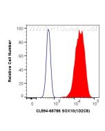 CoraLite®594-conjugated SOX10 Monoclonal antibody CL594-66786 proteintech