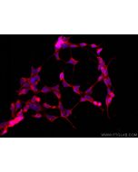 CoraLite®594-conjugated CDR2L Monoclonal antibody CL594-66791 proteintech