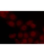 CoraLite®594-conjugated INTS3 Monoclonal antibody CL594-67060 proteintech