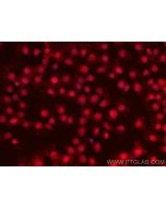 CoraLite® Plus 594-conjugated IRF8 Monoclonal antibody CL594-67142 proteintech