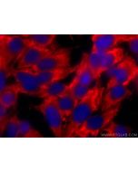 CoraLite® Plus 594-conjugated GPI Monoclonal antibody CL594-67178 proteintech