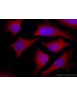 CoraLite®594-conjugated ENO1 Monoclonal antibody CL594-67187 proteintech