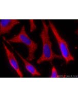 CoraLite®594-conjugated ALDH9A1 Monoclonal antibody CL594-67372 proteintech
